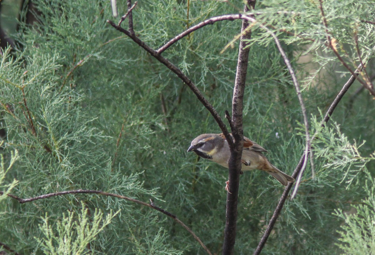 Dead Sea Sparrow - ML385333001