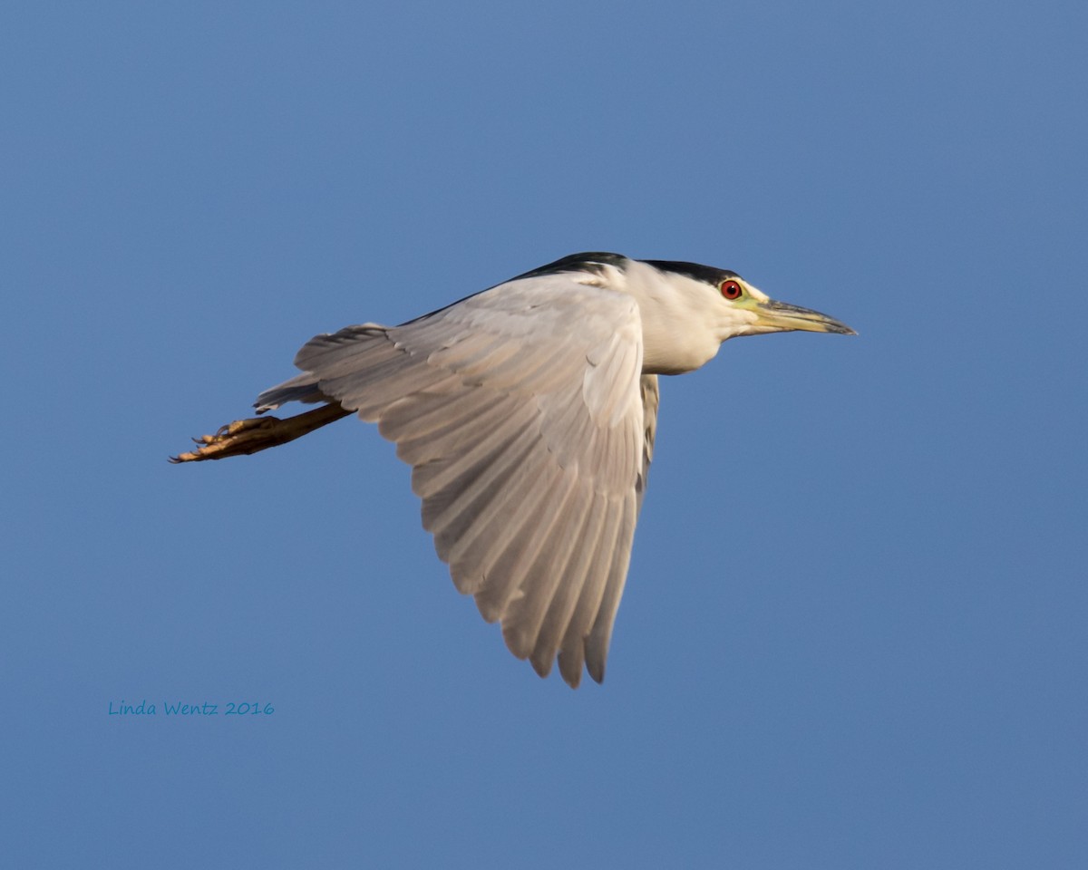 Black-crowned Night Heron - ML38533351