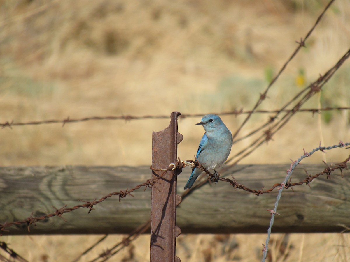 Mountain Bluebird - ML38533411