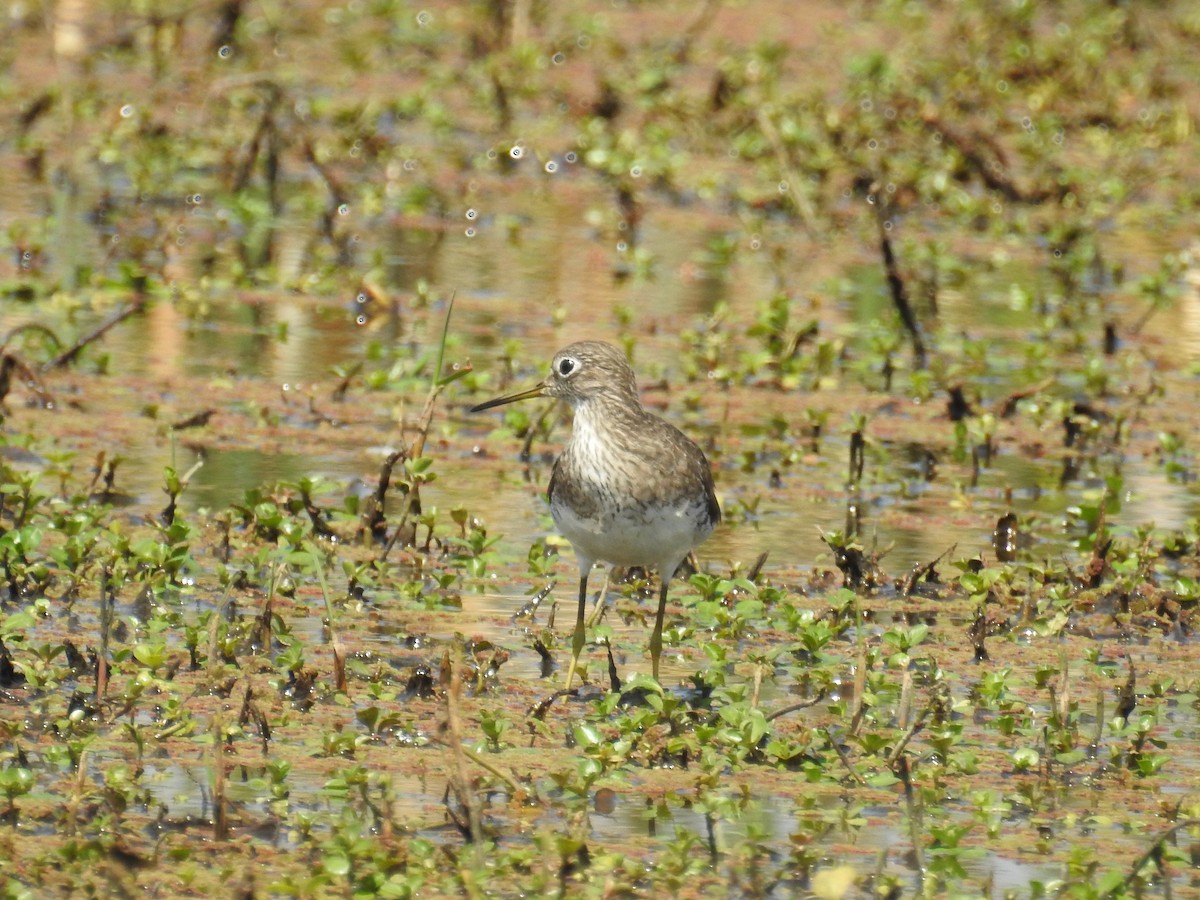 Solitary Sandpiper - ML385334251