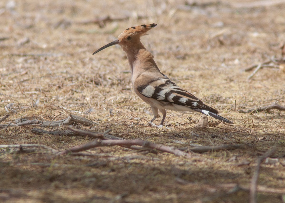 Eurasian Hoopoe - Joachim Bertrands