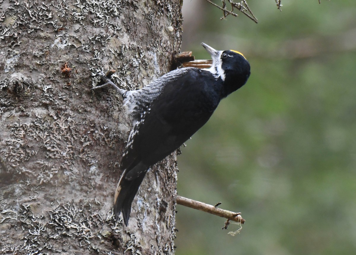 Black-backed Woodpecker - Michael Hatton