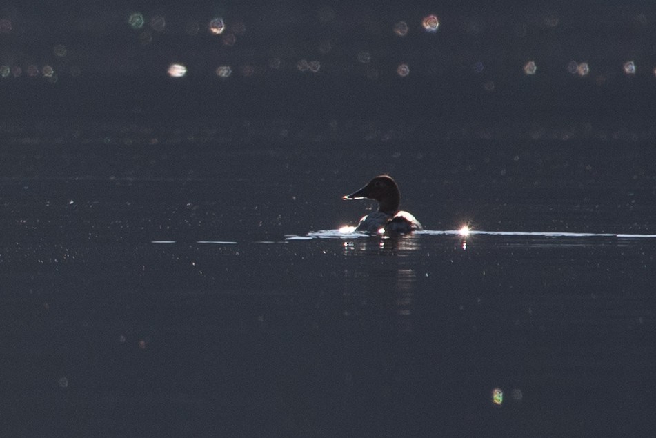 Canvasback - ML385339991