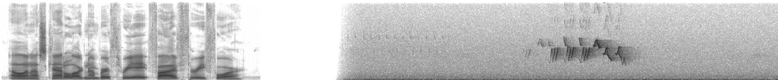 Черногорлая хвойница - ML38534