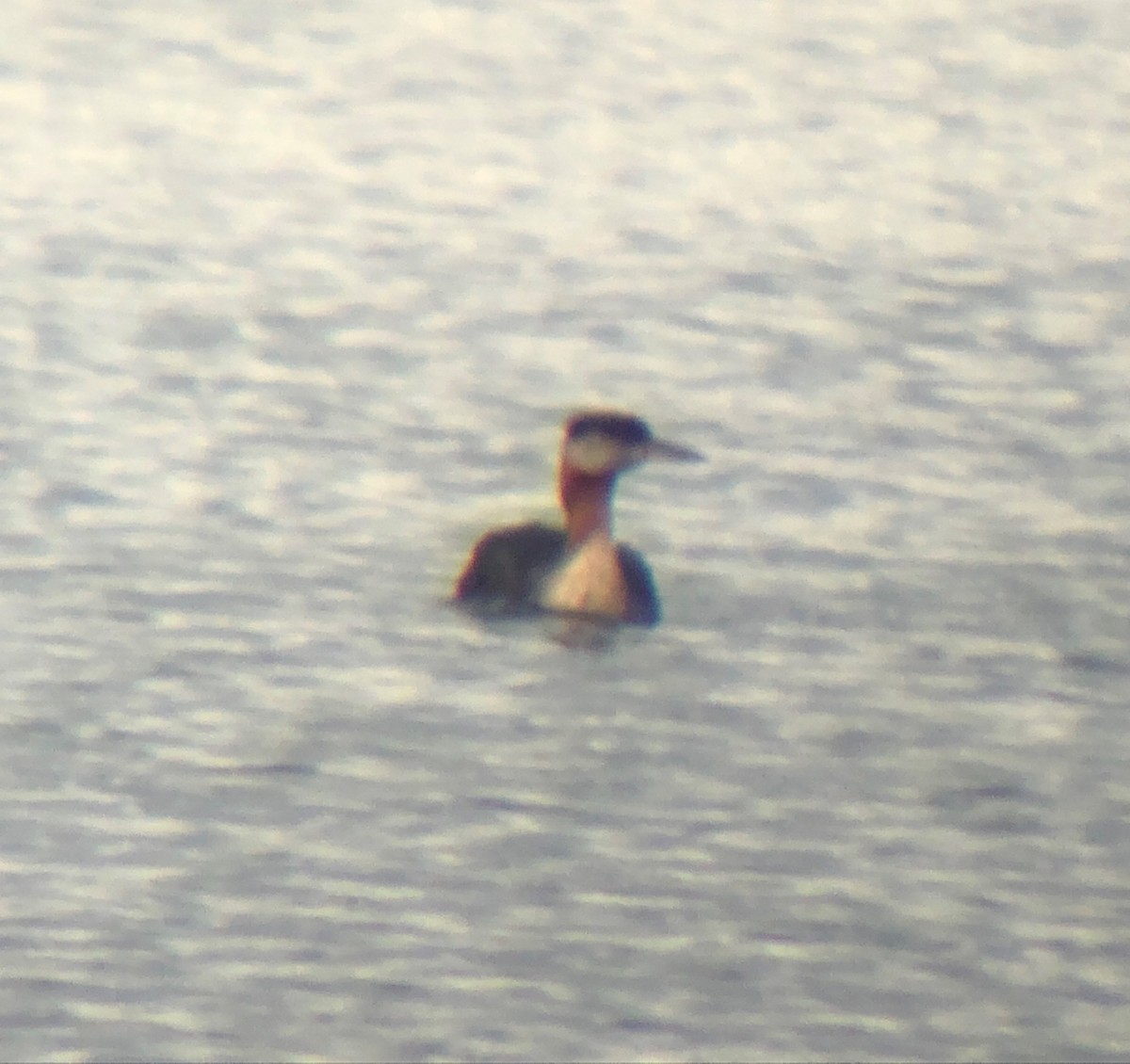 Red-necked Grebe - NE Ohio Duck Tracker - JUDY   ( ')>