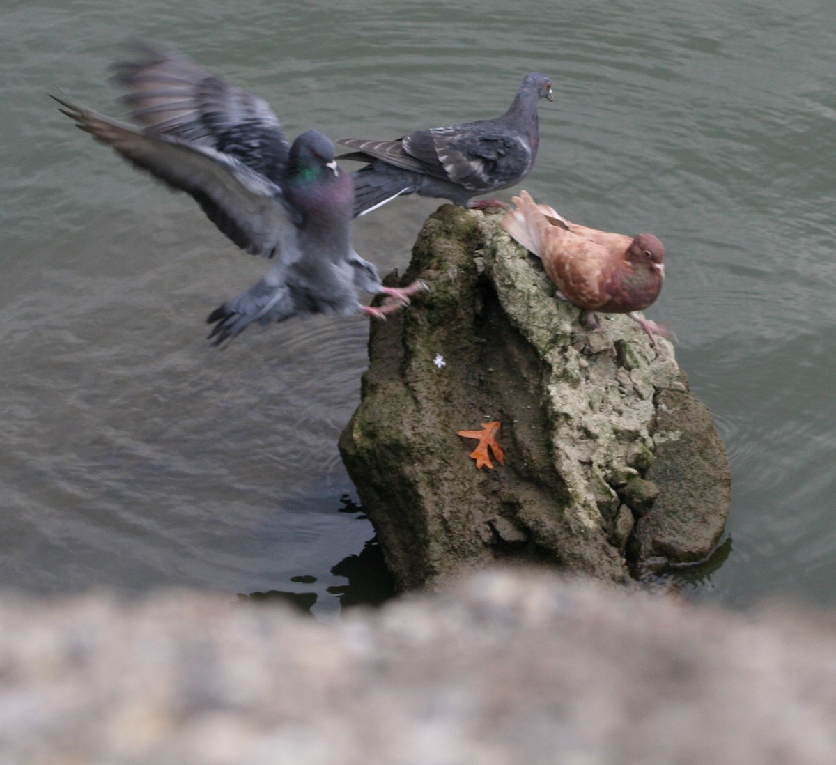 Rock Pigeon (Feral Pigeon) - ML385340791