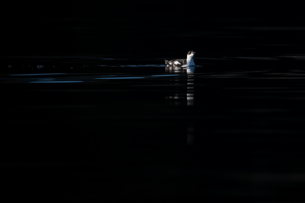 Marbled Murrelet - ML385340951