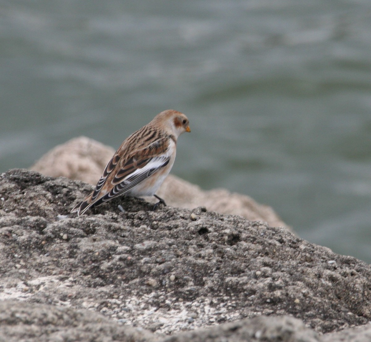 Snow Bunting - ML385341021