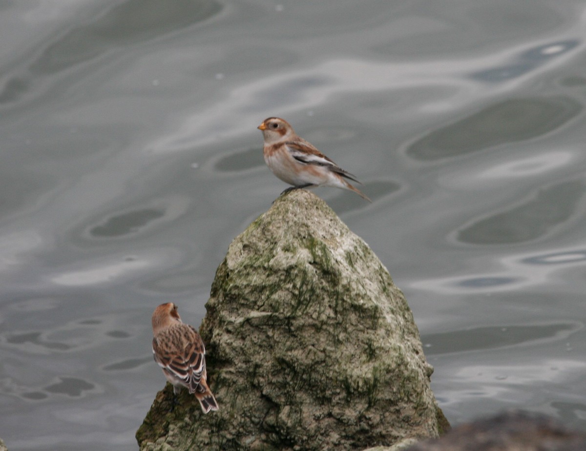 Snow Bunting - NE Ohio Duck Tracker - JUDY   ( ')>