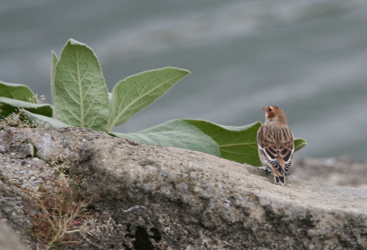 Snow Bunting - ML385341051