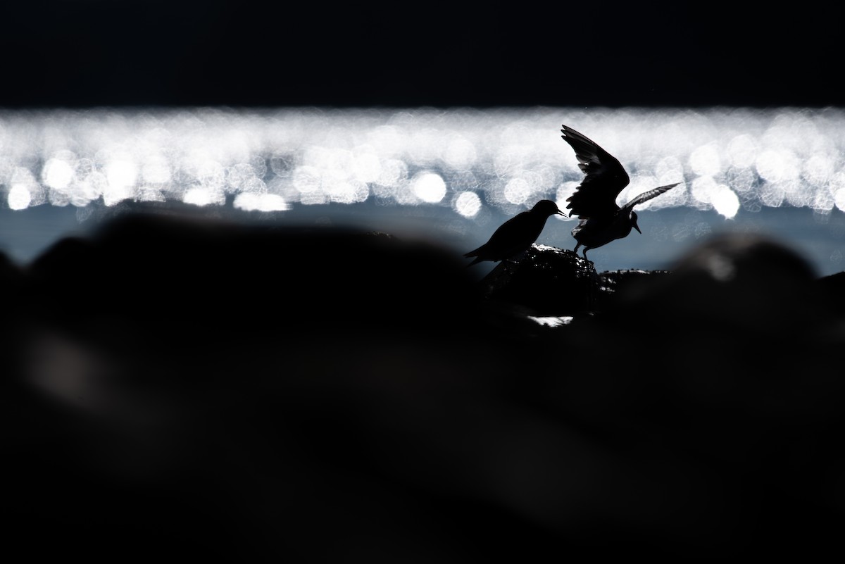 Black Turnstone - ML385341071