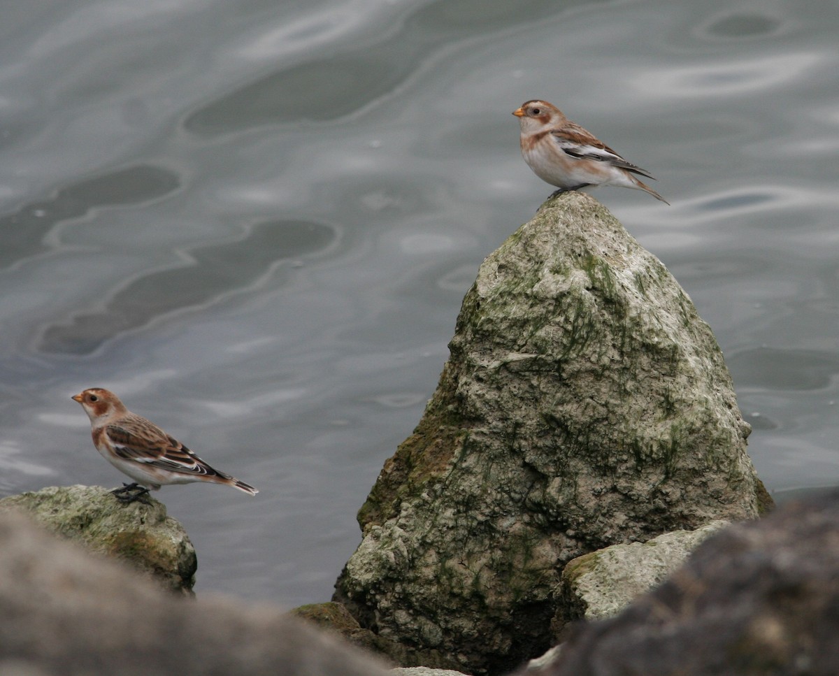 Snow Bunting - ML385341091