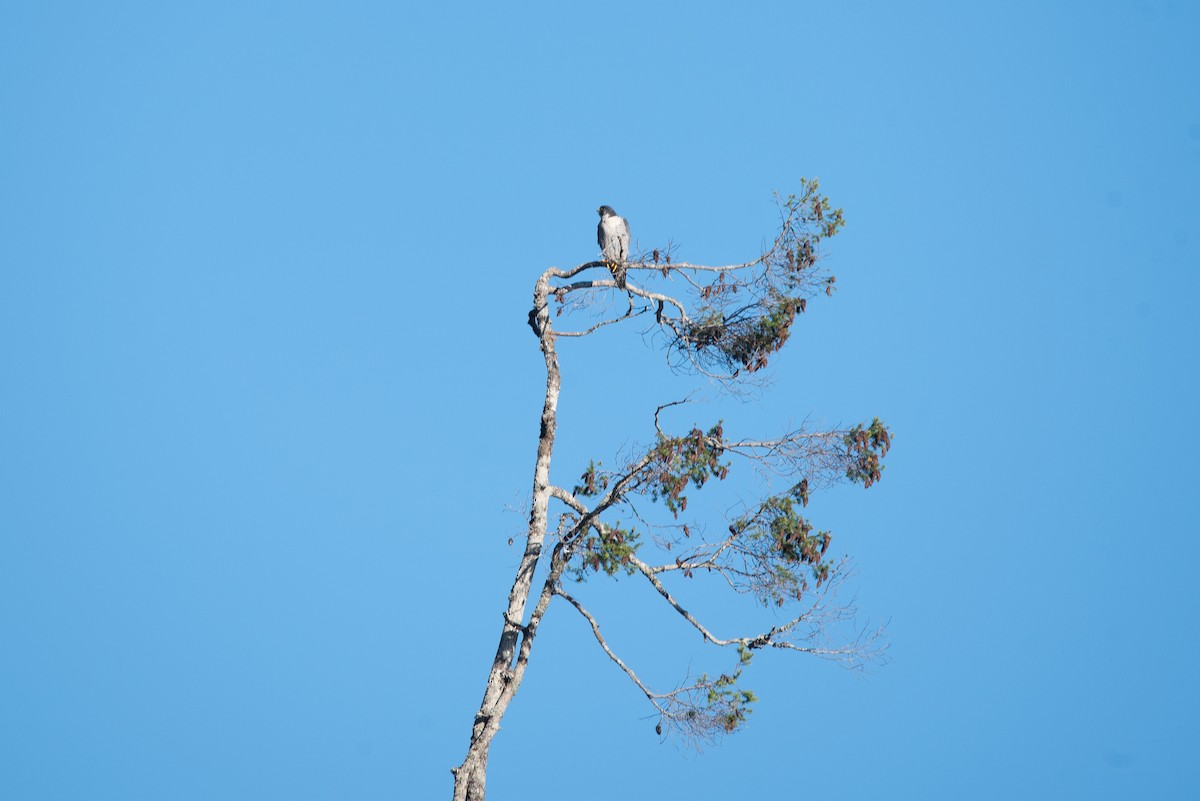 Peregrine Falcon - ML385341791