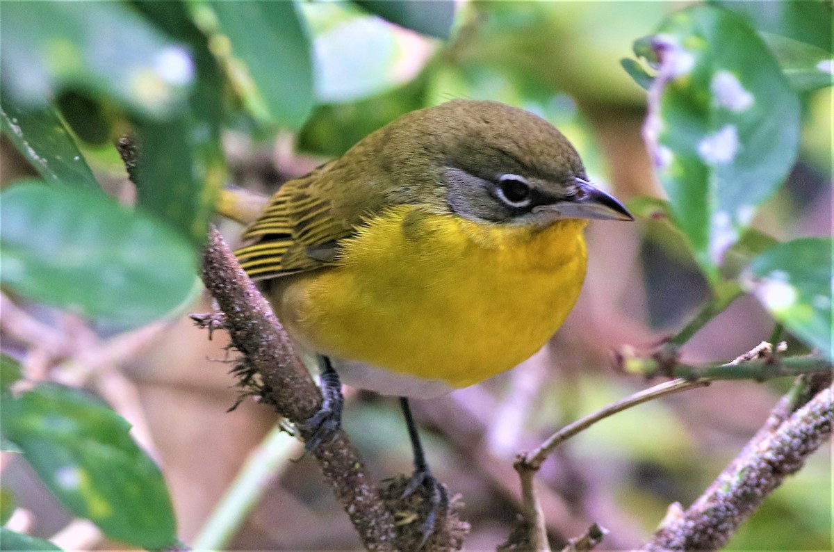Yellow-breasted Chat - ML385342371