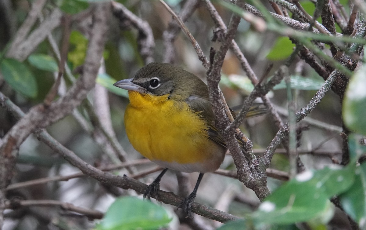 Yellow-breasted Chat - ML385343381