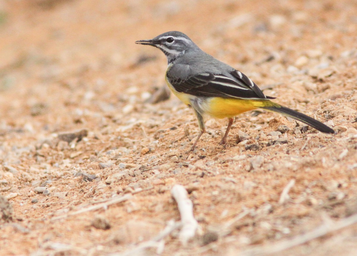 Gray Wagtail - ML385343691