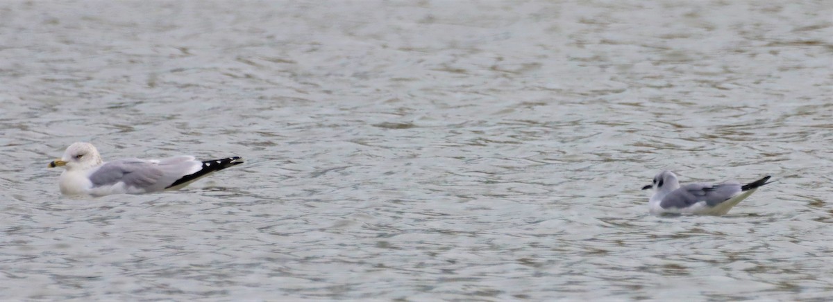 Bonaparte's Gull - ML385343951