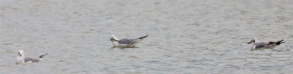 Bonaparte's Gull - ML385343961