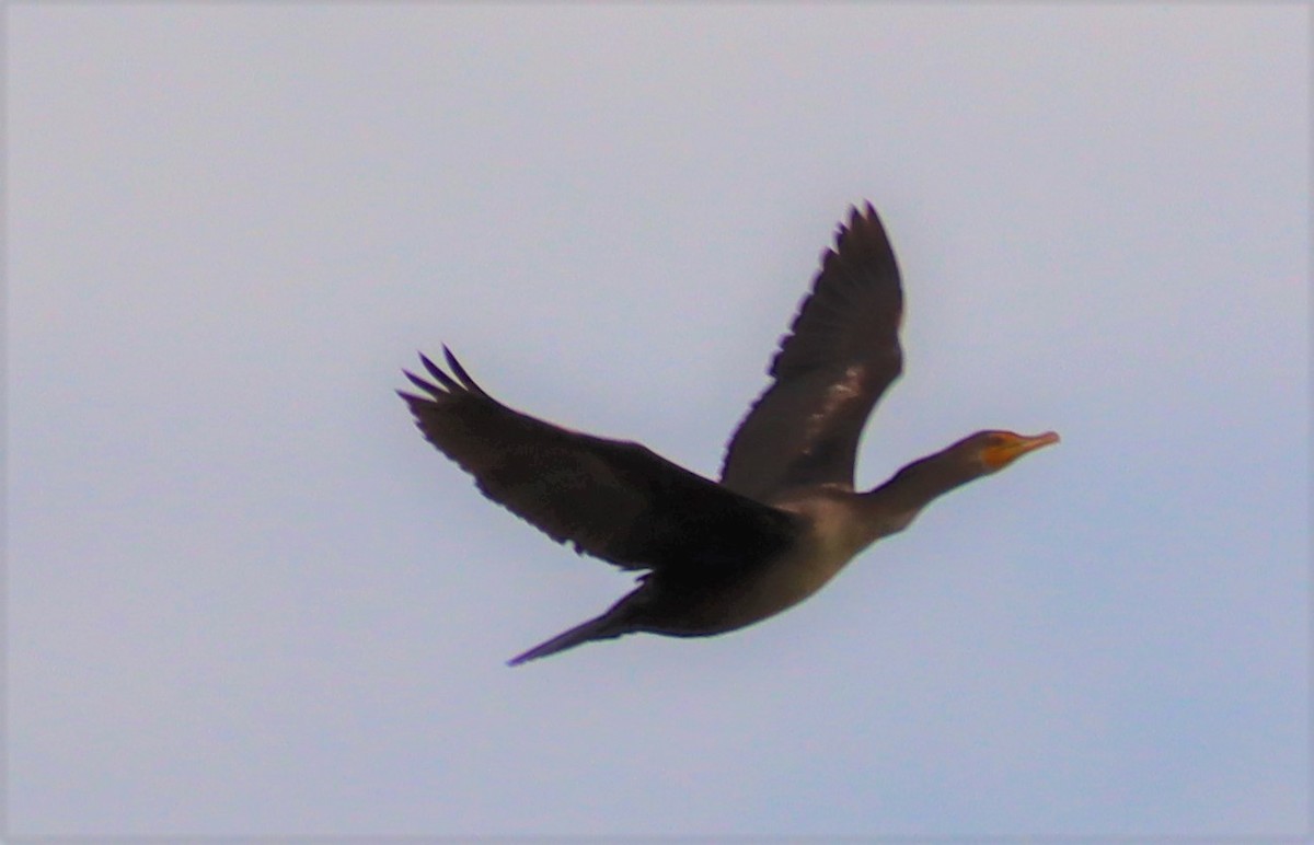 Double-crested Cormorant - ML385343971