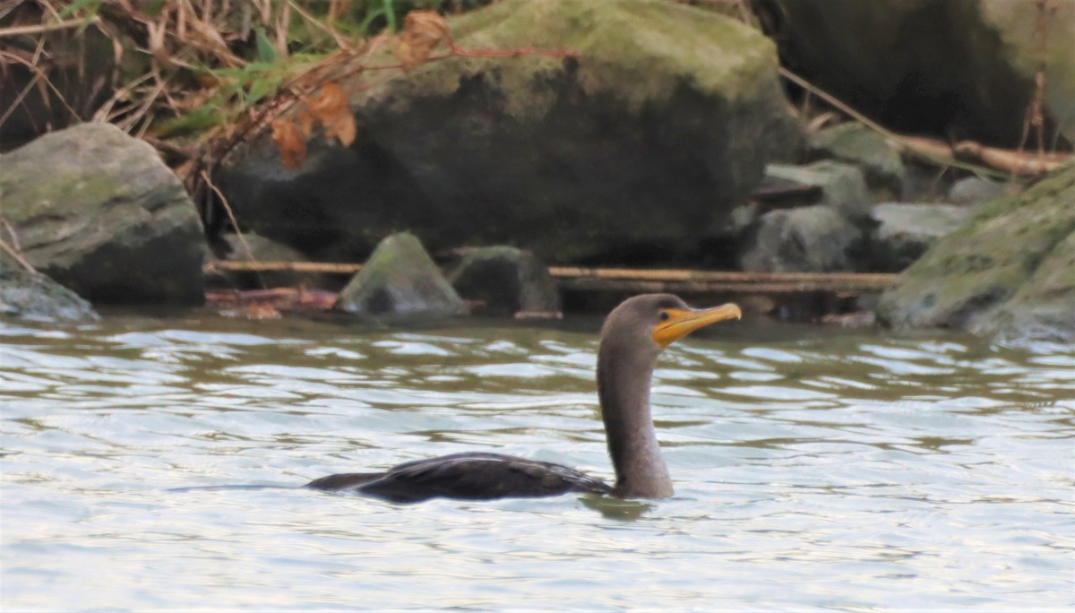 Double-crested Cormorant - ML385343981