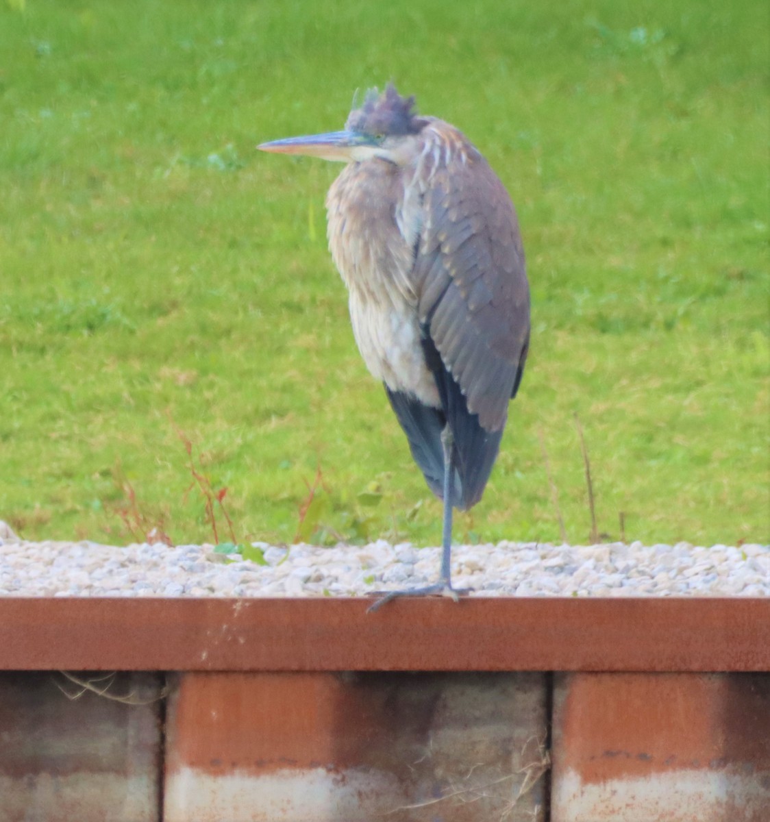 Great Blue Heron - ML385344081