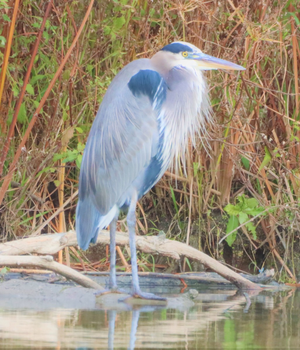 Great Blue Heron - ML385344091