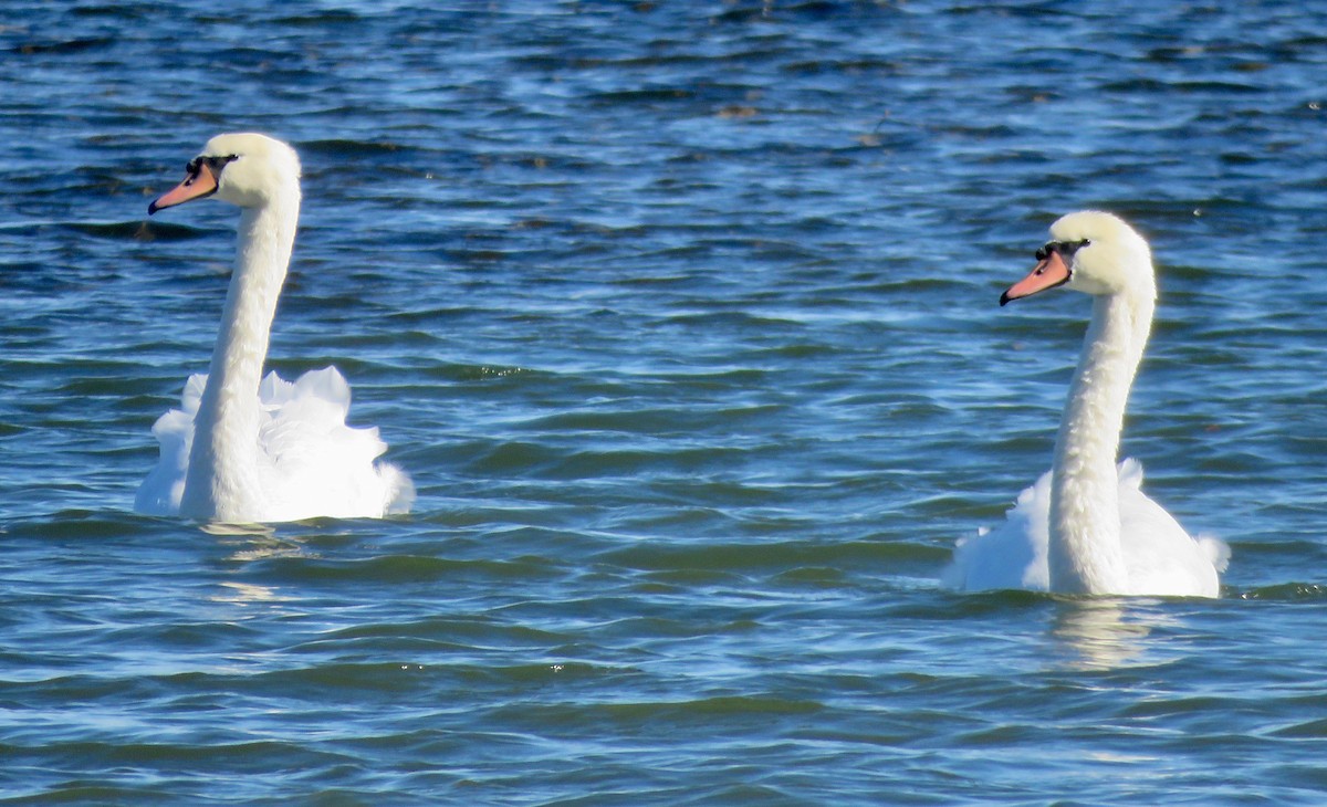 Cygne tuberculé - ML385344441