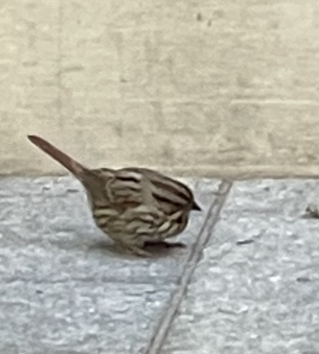 Song Sparrow - ML385344851