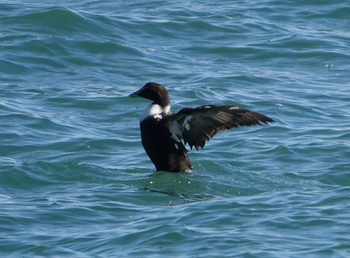 Common Eider - ML385346931