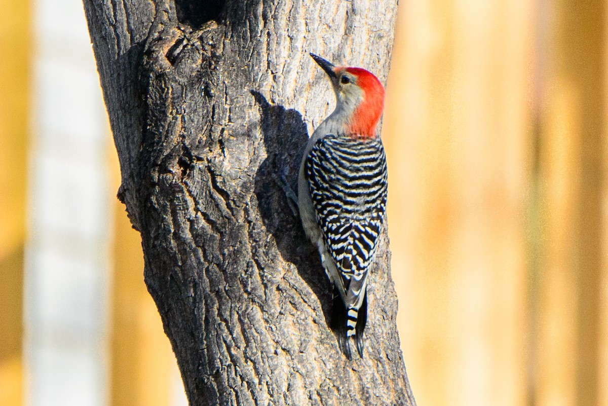 Red-bellied Woodpecker - ML385349161