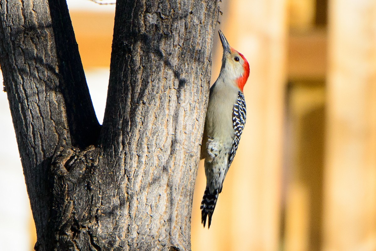 Red-bellied Woodpecker - ML385349231