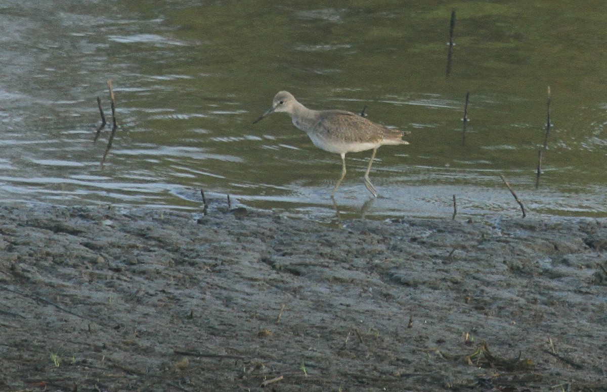 Willet (Western) - ML385349791