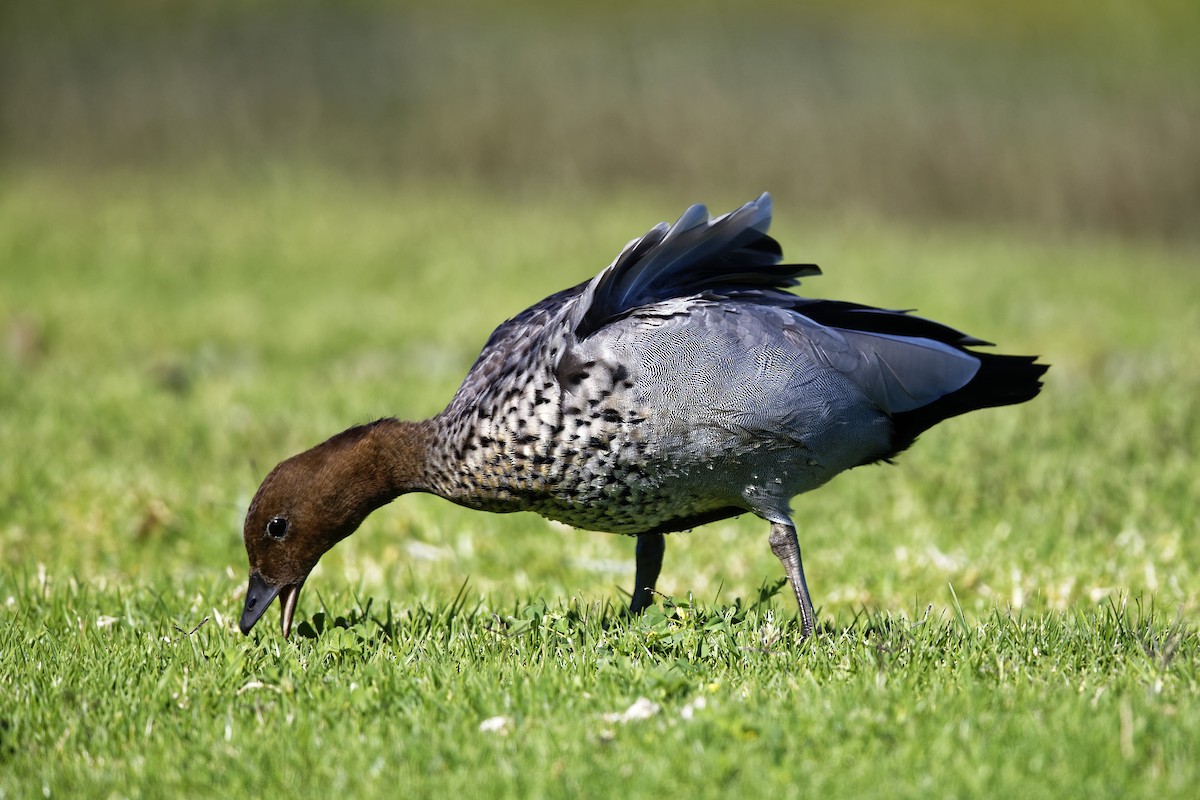 Maned Duck - Anonymous