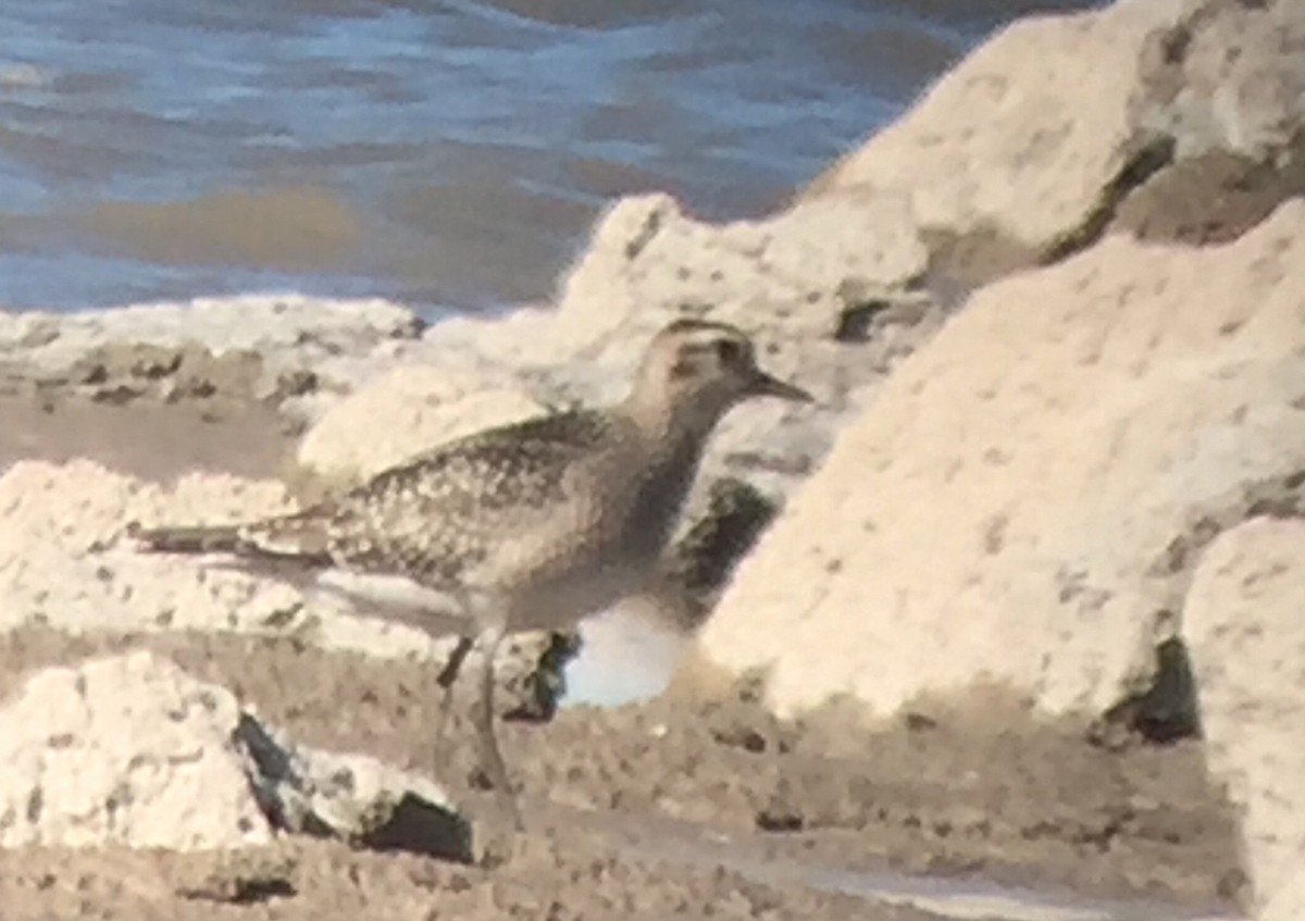 American Golden-Plover - Pat Weber