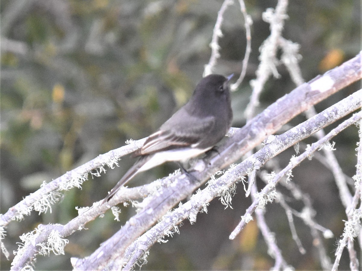 Black Phoebe - Michael I Christie