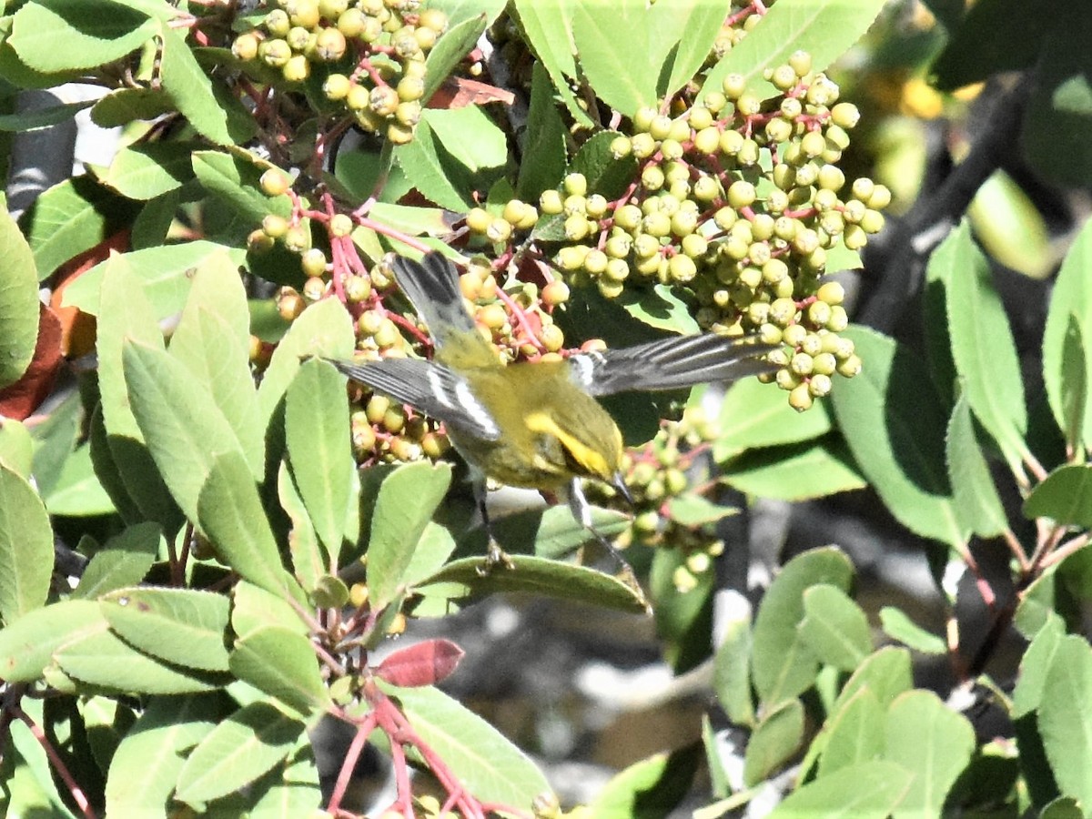 Townsend's Warbler - ML385351681