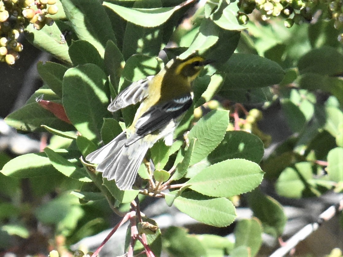 Townsend's Warbler - ML385351861