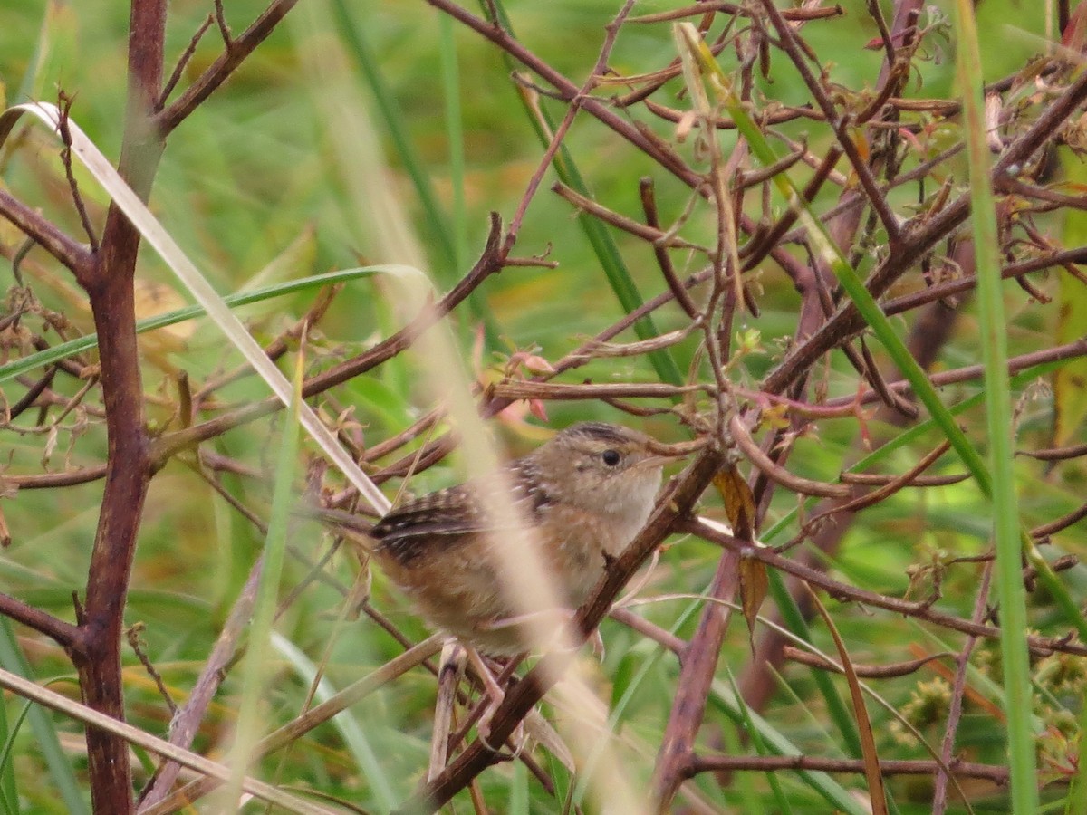 Sedge Wren - ML385352111
