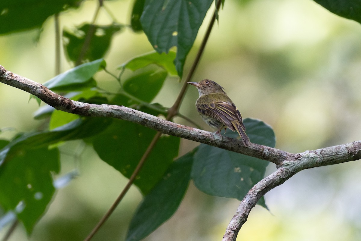 Long-crested Pygmy-Tyrant - ML385352761