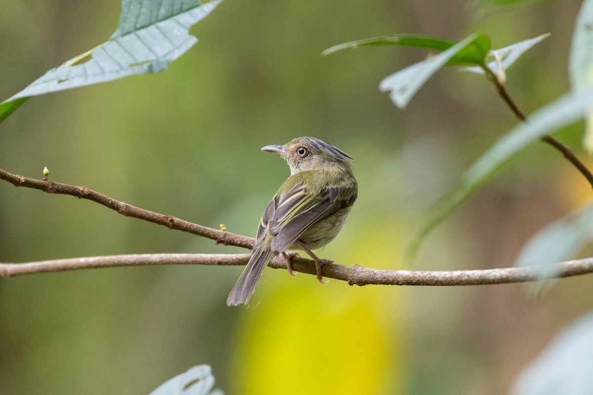 Long-crested Pygmy-Tyrant - ML385352791