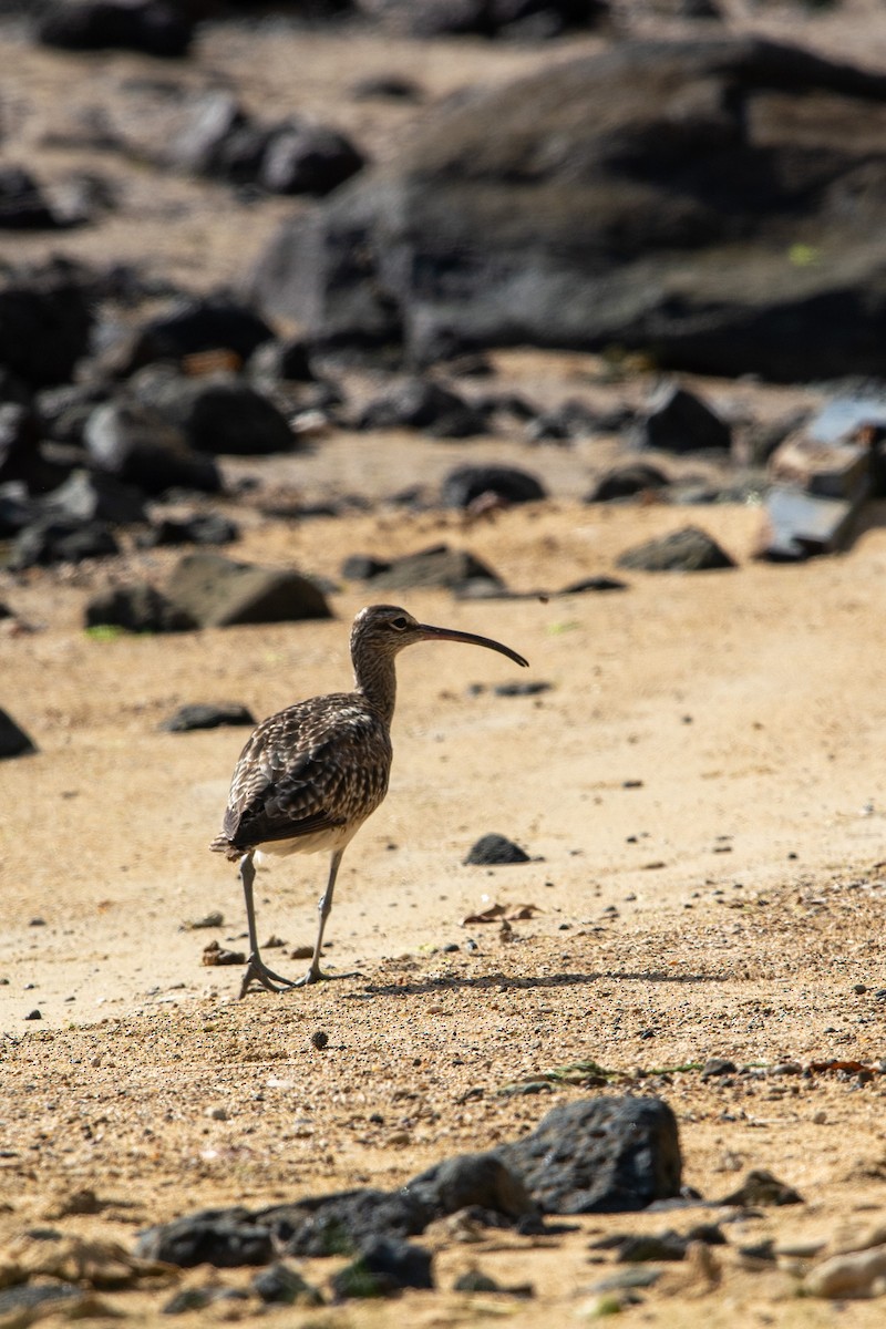 Whimbrel - ML385353631