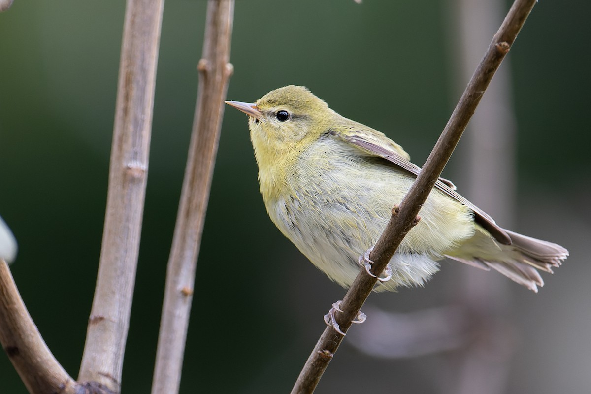 Tennessee Warbler - ML385355881