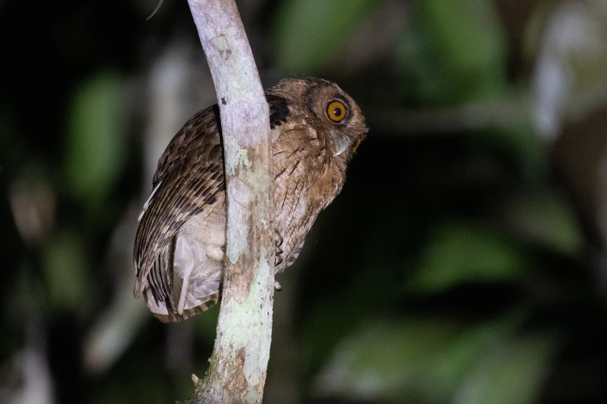 Tawny-bellied Screech-Owl - ML385356021