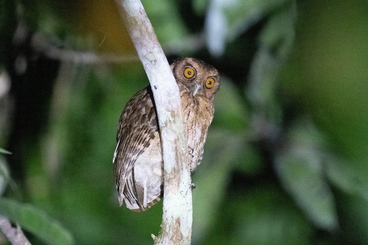 Tawny-bellied Screech-Owl - ML385356071