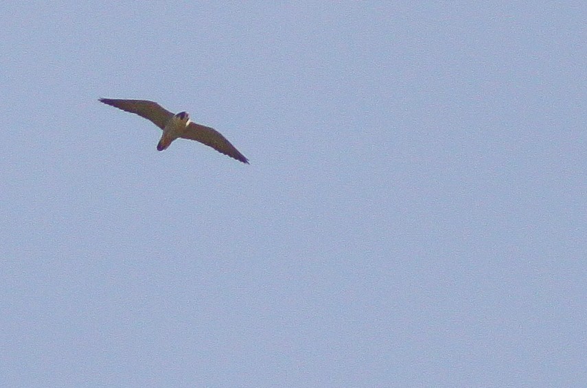 Peregrine Falcon - Joachim Bertrands | Ornis Birding Expeditions