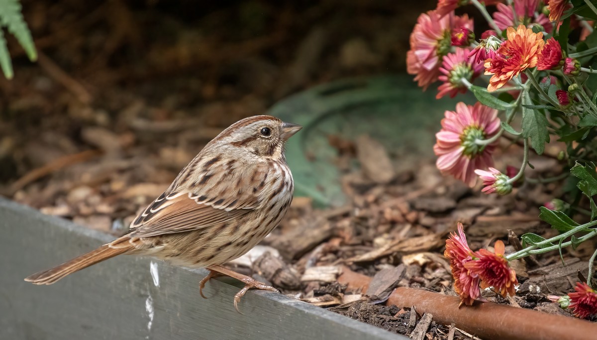 Song Sparrow - ML385356911