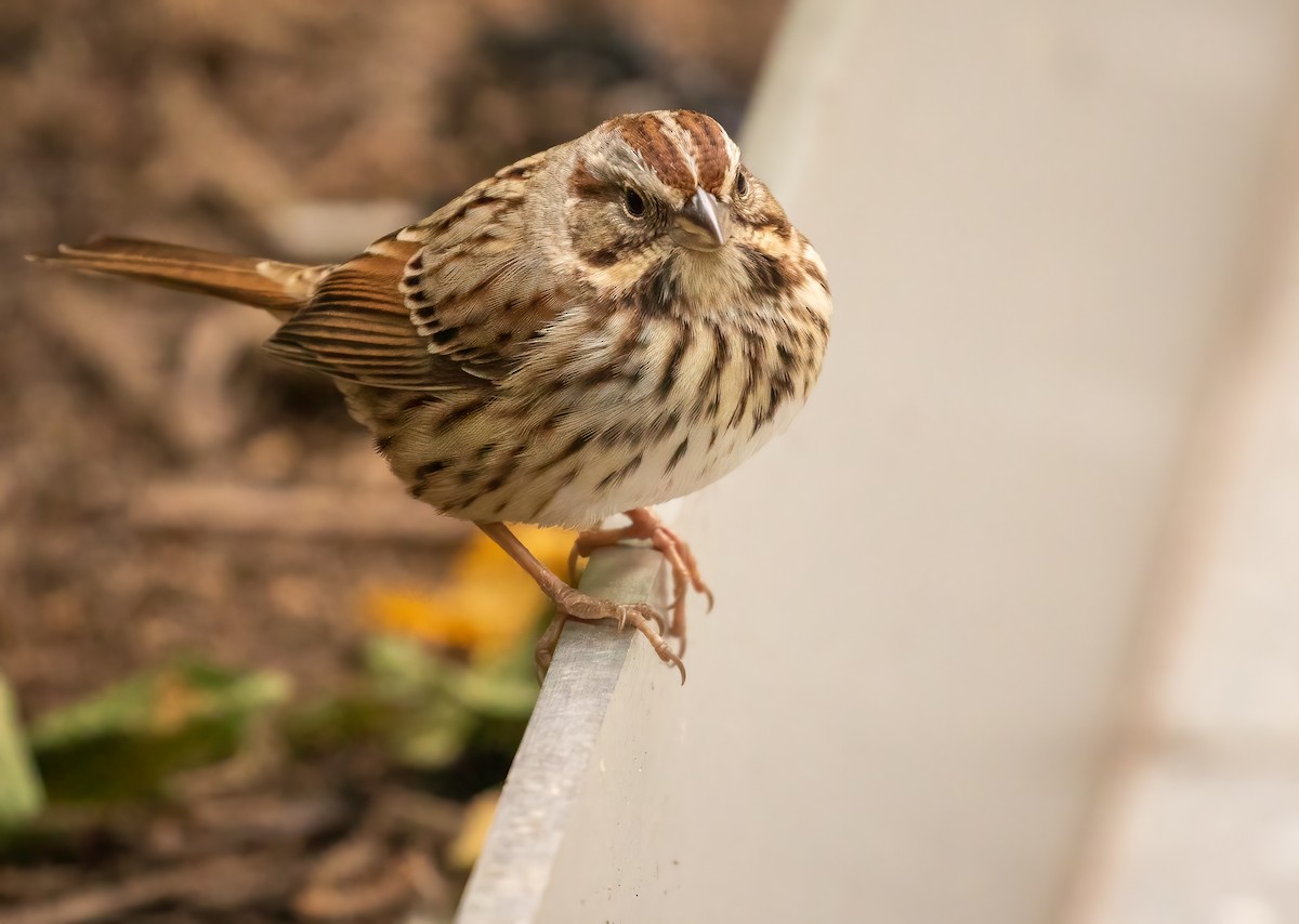 Song Sparrow - ML385356941