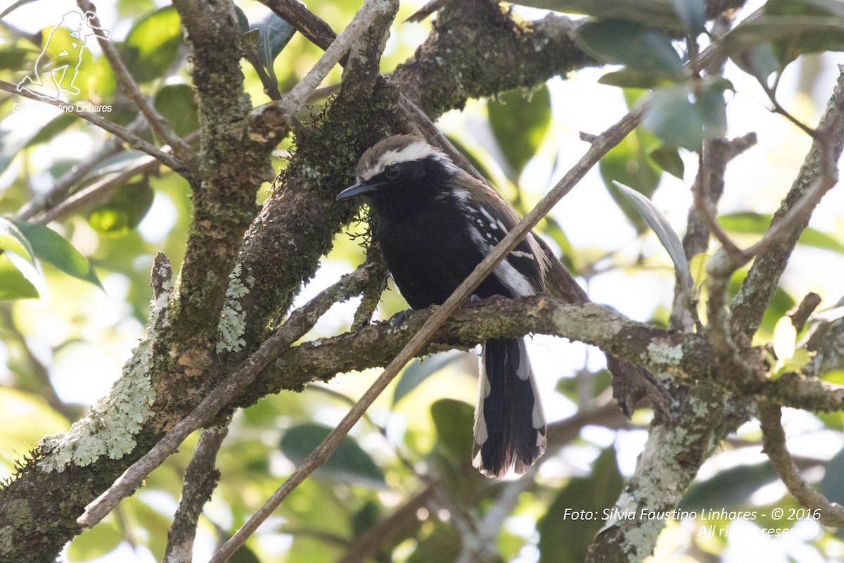 Serra Antwren (Serra) - Silvia F🪶 Linhares