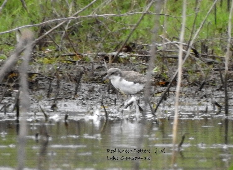 Red-kneed Dotterel - ML385359901