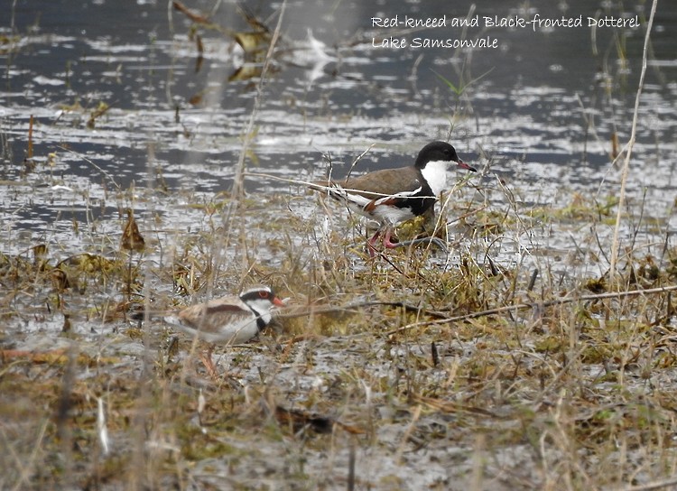 Red-kneed Dotterel - ML385359911